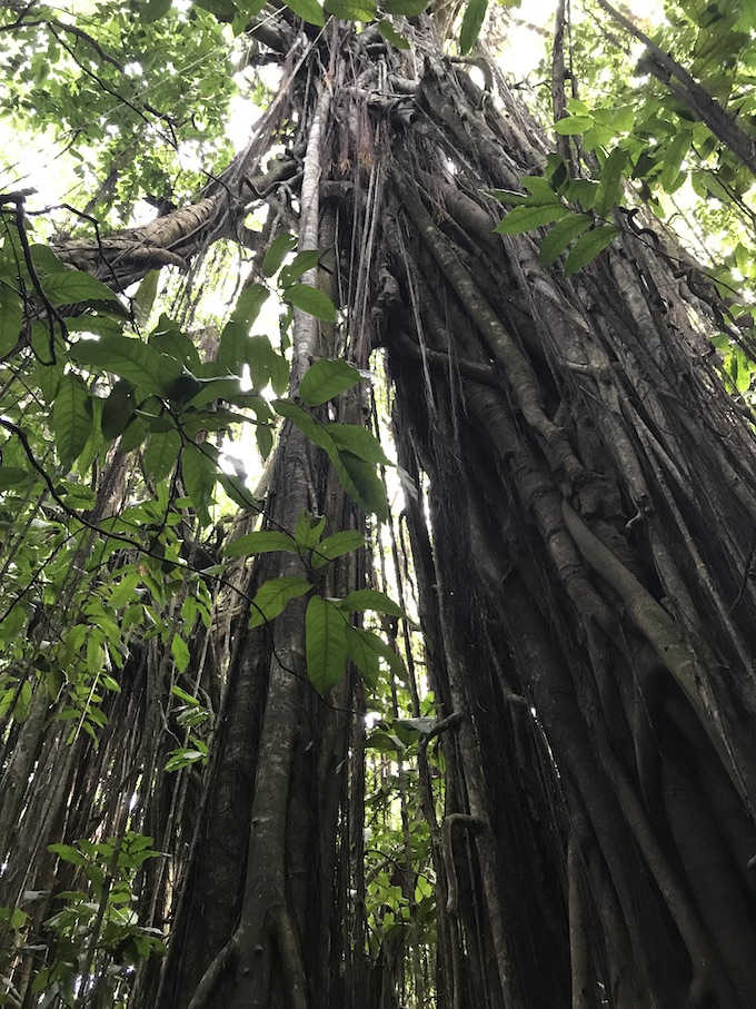 BANYAN TREE MAUKE