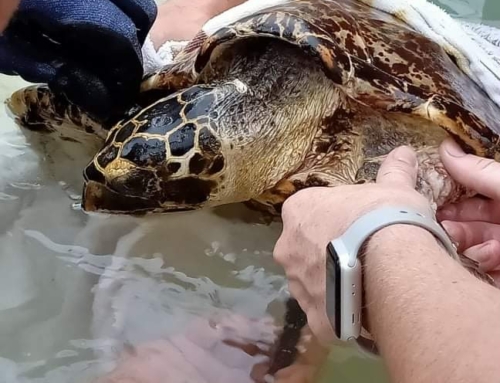 Hawksbill Turtle Rescue by Jules Tamaariki