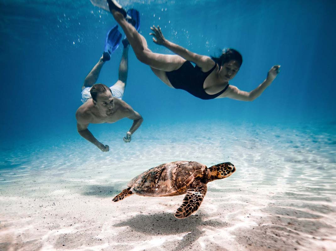 Water Wonderland Cook Islands TURTLE SWIMMING